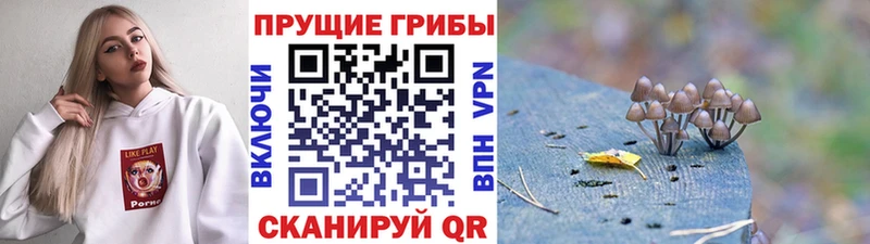 Галлюциногенные грибы Psilocybine cubensis  хочу   Барнаул 
